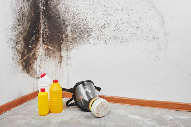 Best Localized Mold Remediation (e.g., coastal areas, humid climates) in Lakeland North, WA