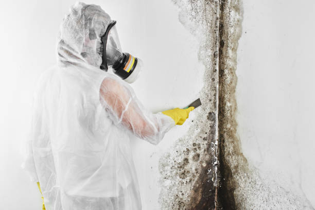 Best Basement Mold Remediation in Lakeland North, WA