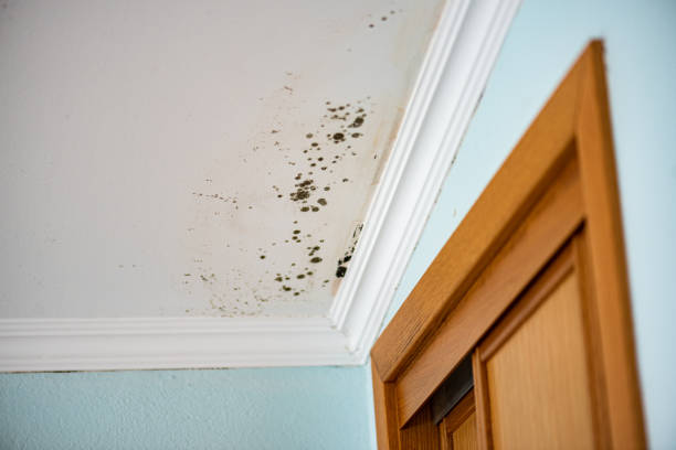 Best Residential Mold Remediation in Lakeland North, WA