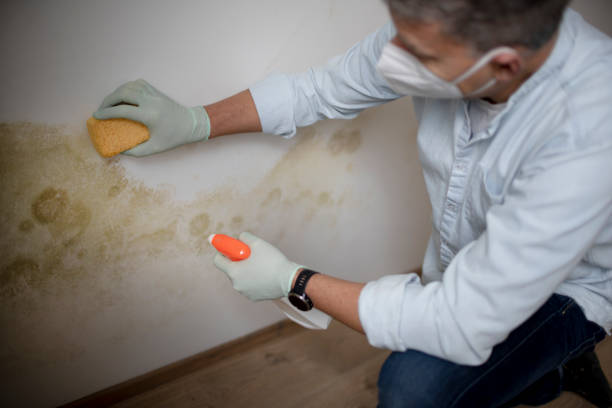 Best Basement Mold Remediation in Lakeland North, WA