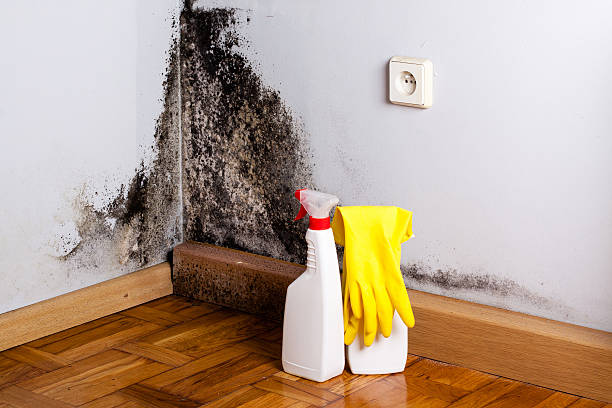 Best Crawl Space Mold Remediation in Lakeland North, WA