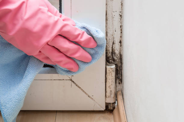 Best Black Mold Remediation in Lakeland North, WA
