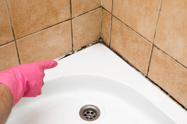 Best Mold Remediation for Schools in Lakeland North, WA